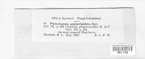 Phomopsis phlyctaenoides image